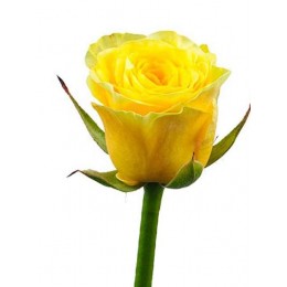 Роза желтая поштучно