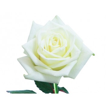 Белые розы поштучно